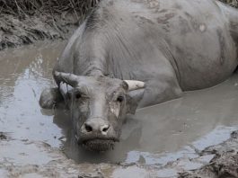 Nhân sinh truyện: Kỳ 11 “Gần bùn mà chẳng hôi tanh mùi bùi” gan-bun-ma-chang-hoi-tanh-mui-bun